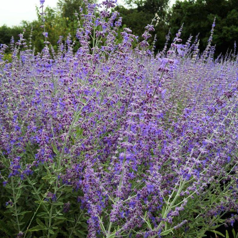 Russian Sage Stands Up To Heat