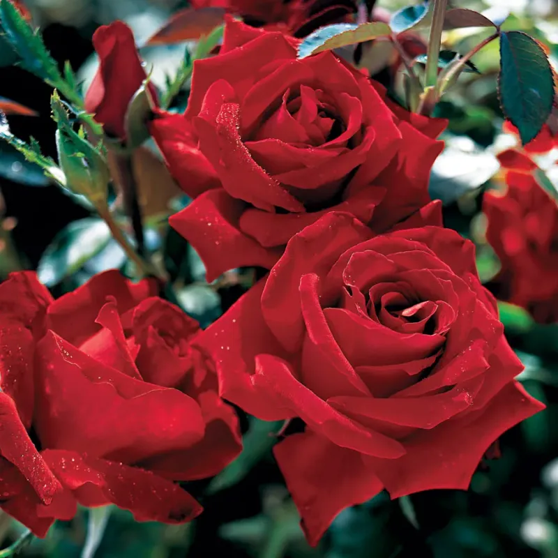 Hybrid Tea Roses: Prima Donnas Of The Garden