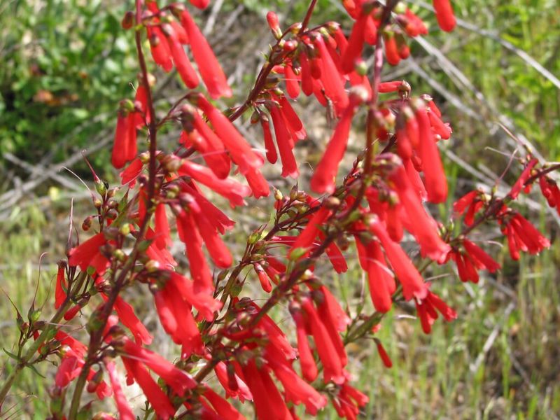 Firecracker Penstemon