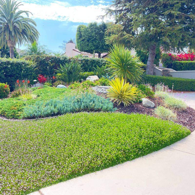 Drought-Tolerant Groundcover Tapestry