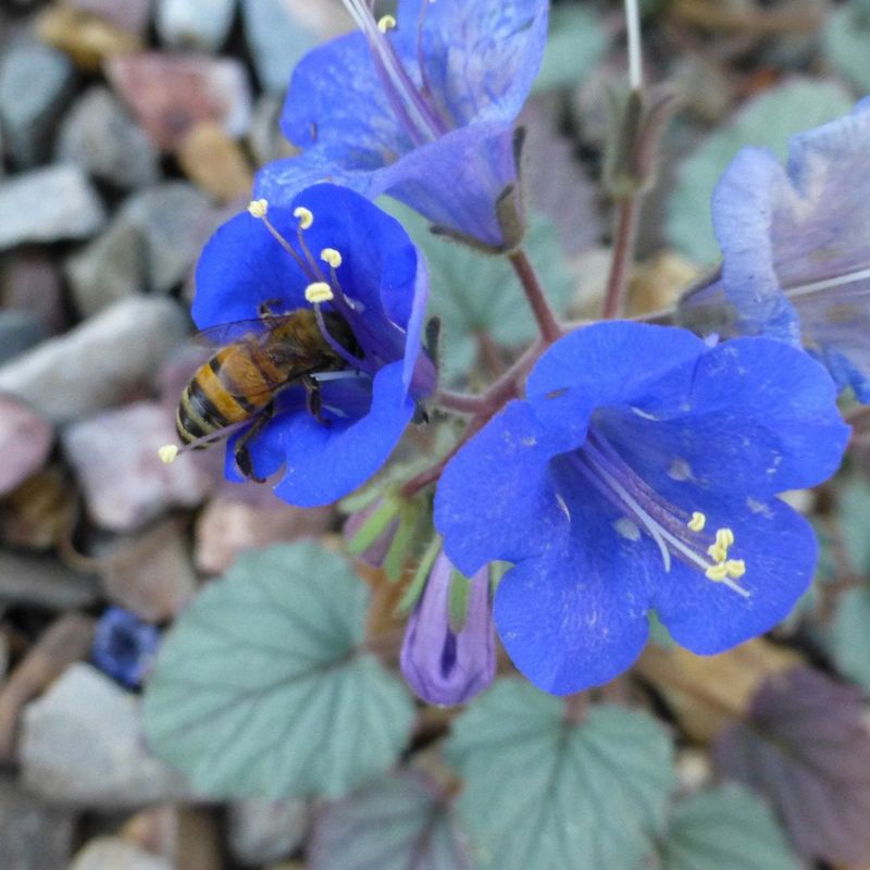 Desert Bluebells