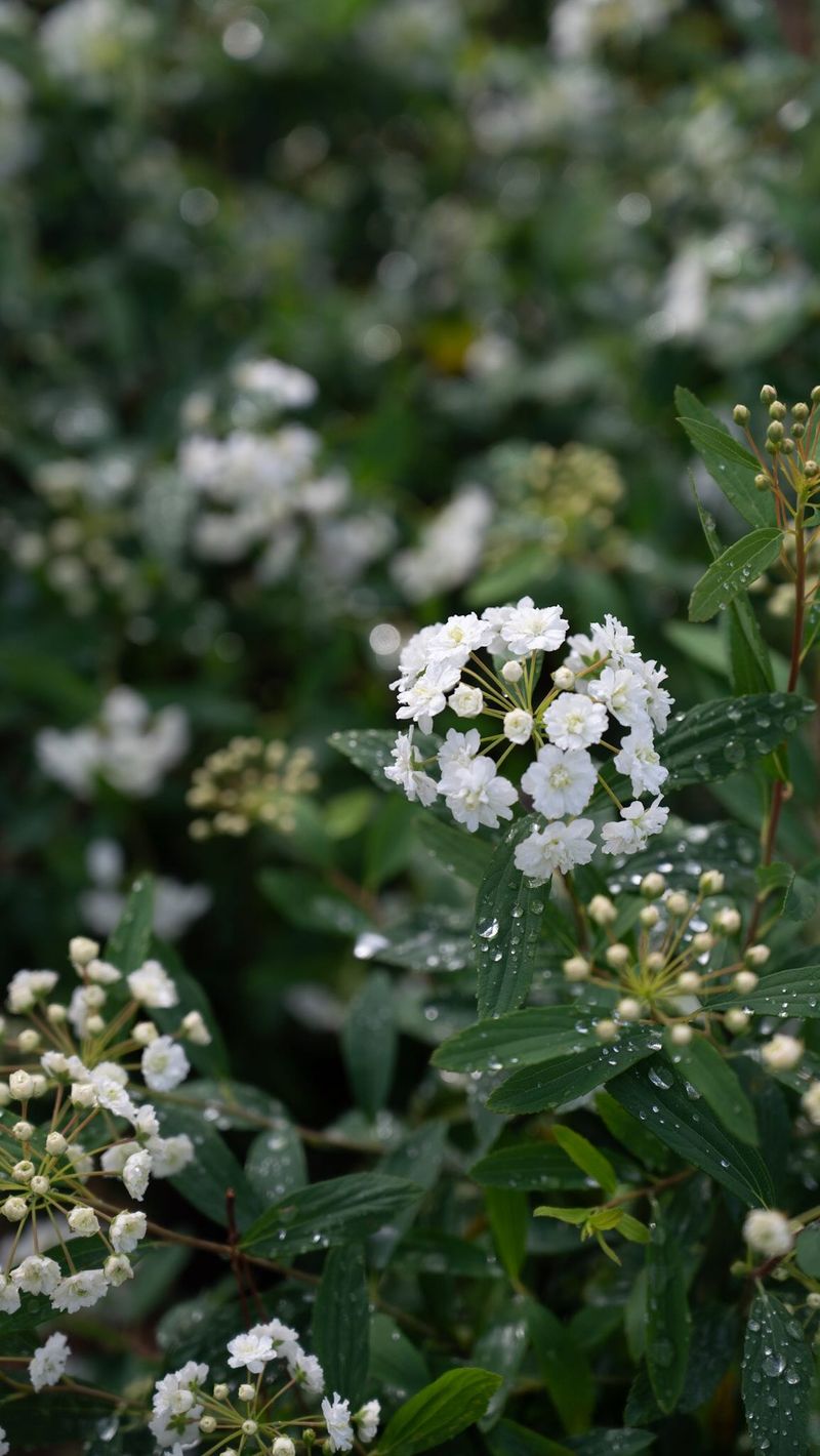 Spirea