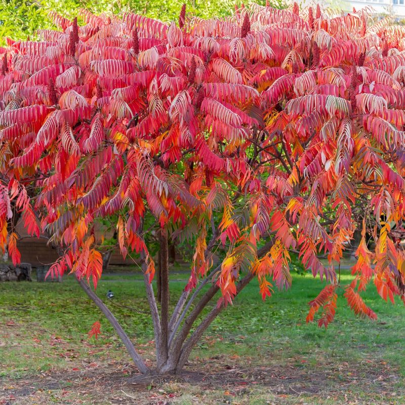 Sumac