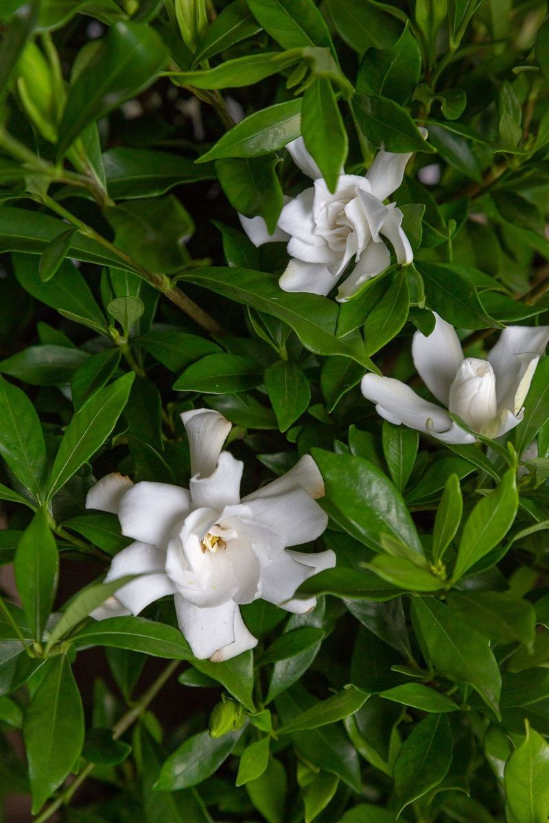 Gardenia Jasminoides