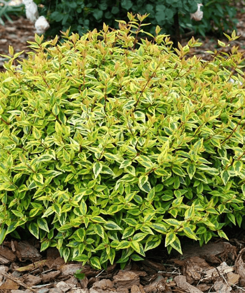 Abelia 'Kaleidoscope'