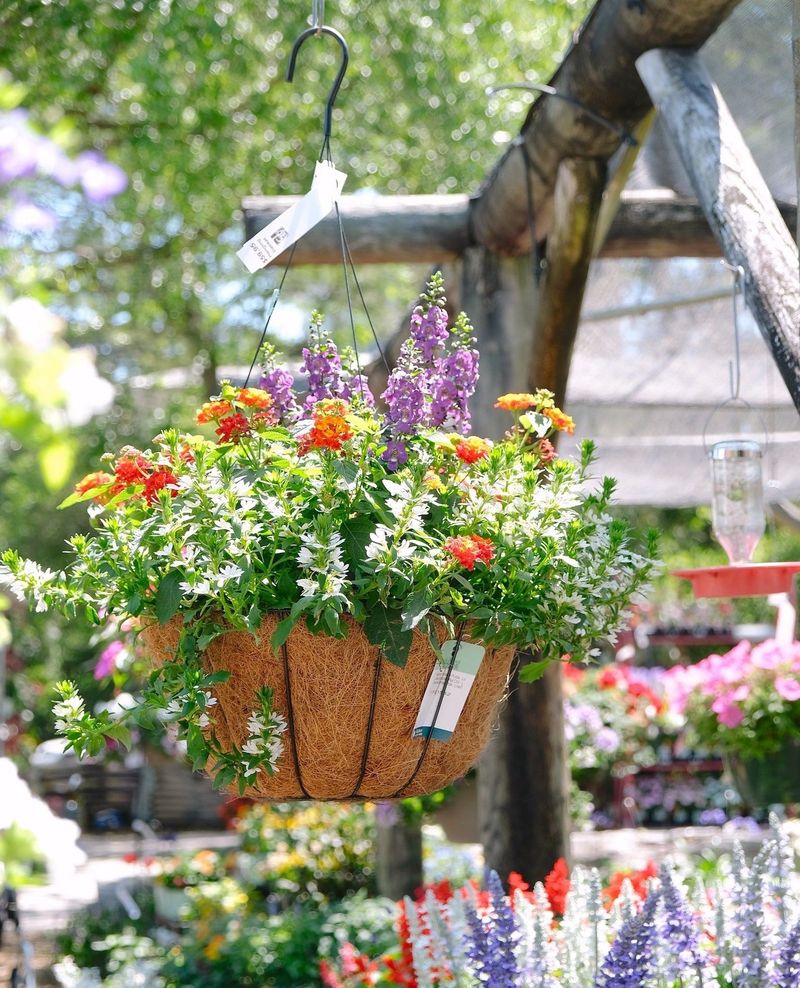 Hanging Basket Layers