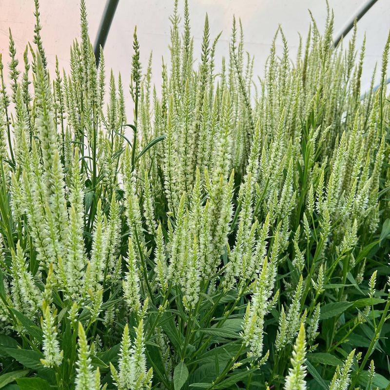 Veronica 'Icicle'