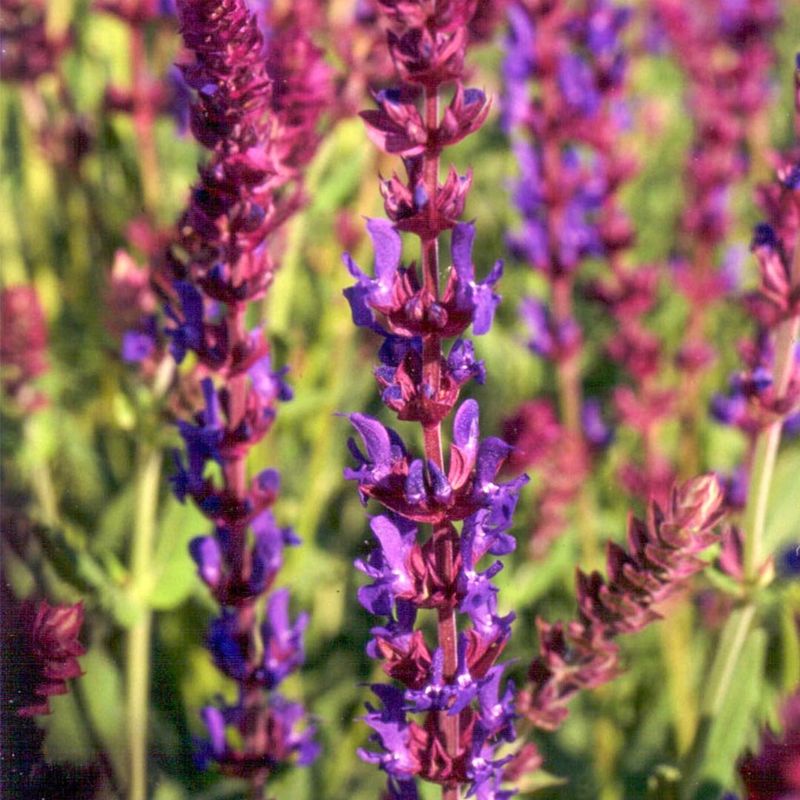 Salvia