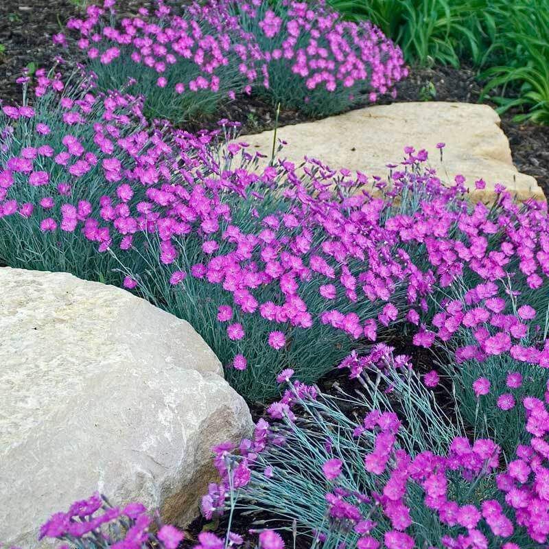 Dianthus