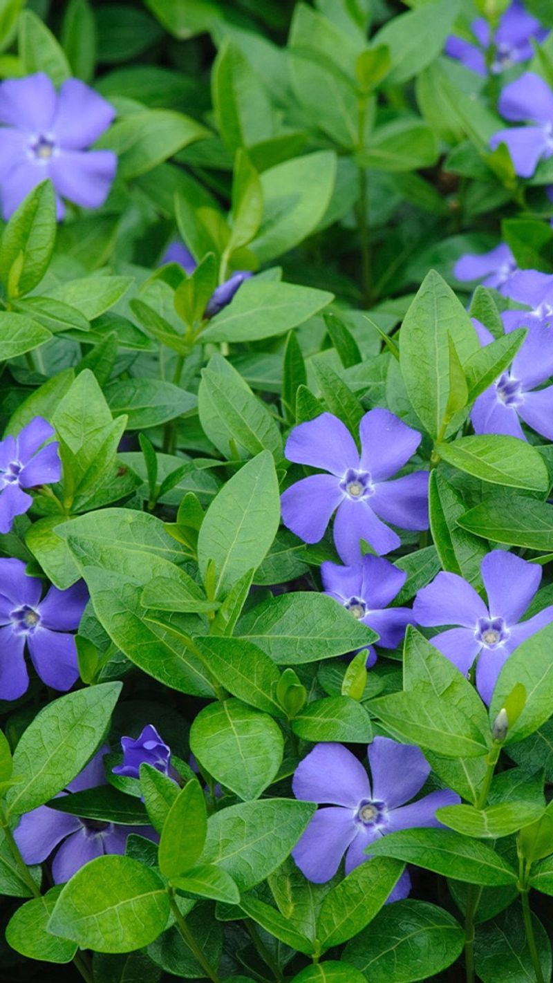 Vinca Minor