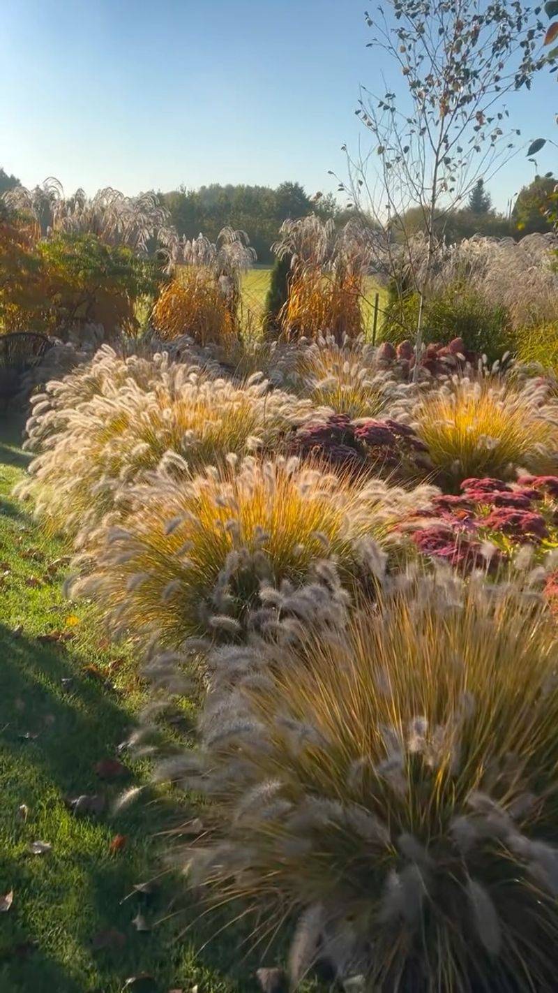 Ornamental Grasses