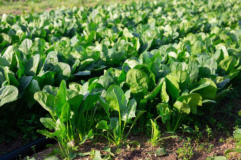 Spinach