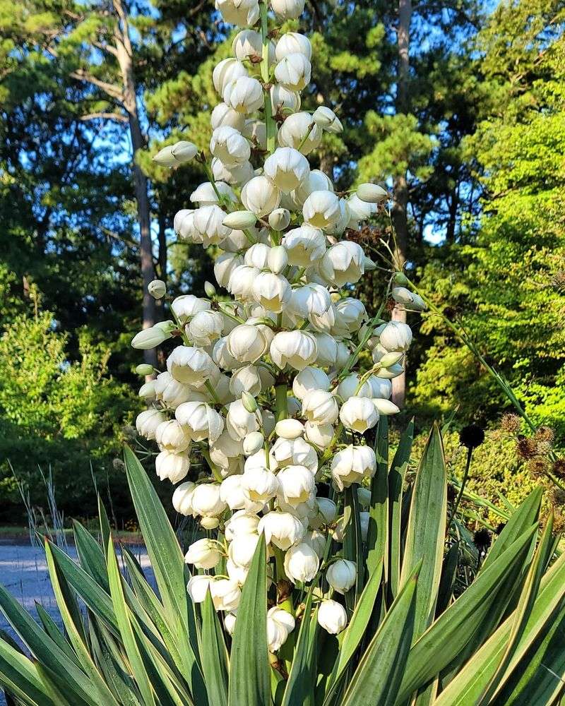 Yucca