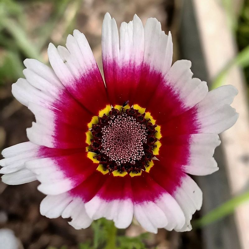 Painted Daisy