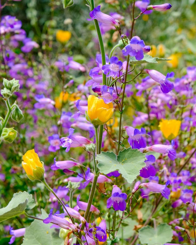 Penstemons