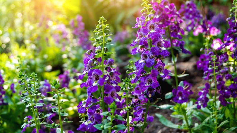 Angelonia
