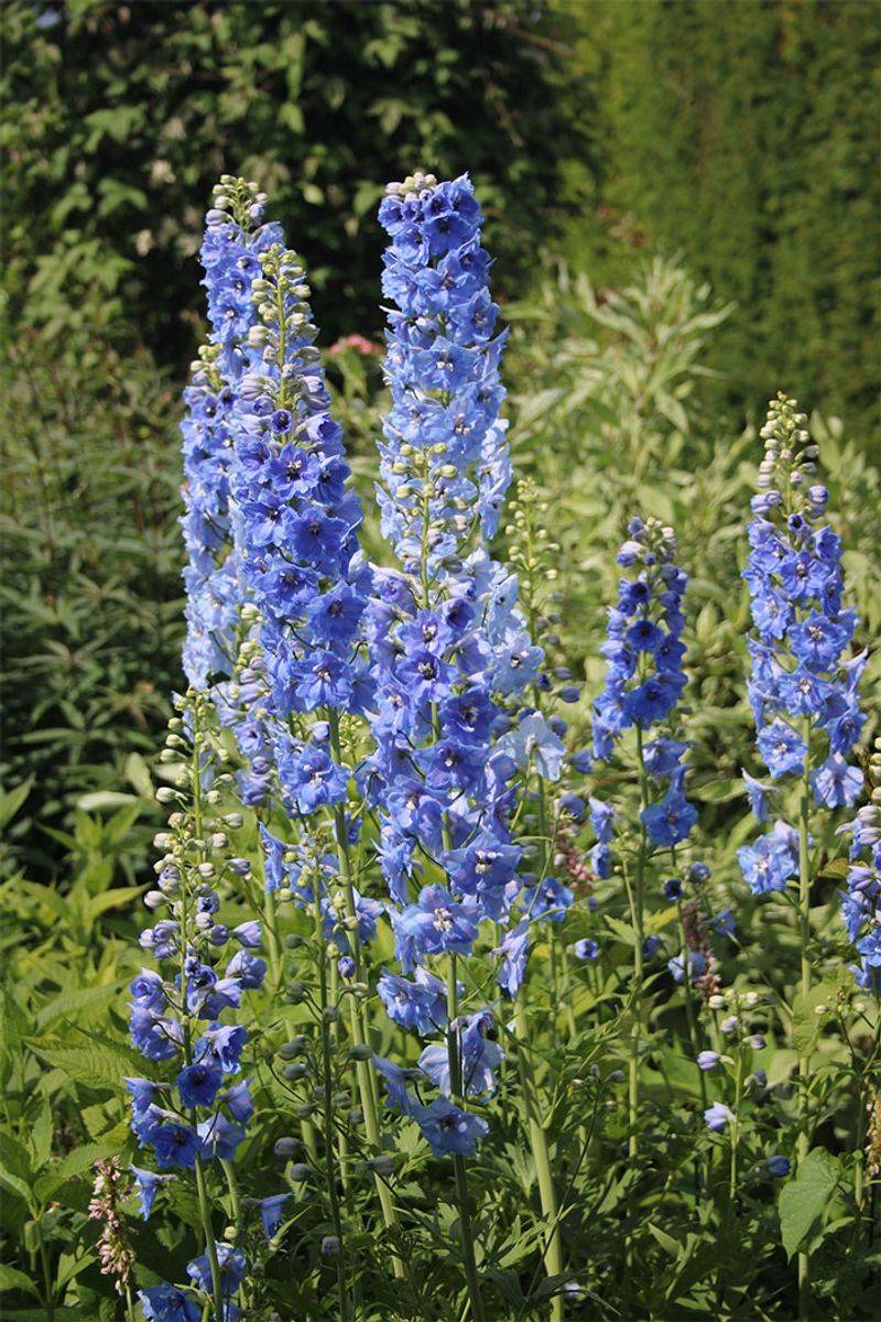 Delphinium's Tall Habit Leaves Base Exposed