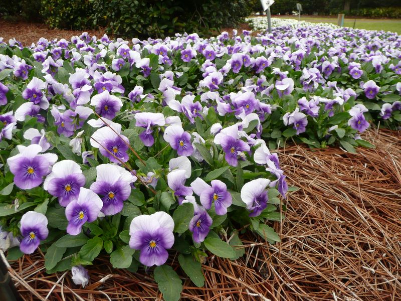 Viola Vivacity