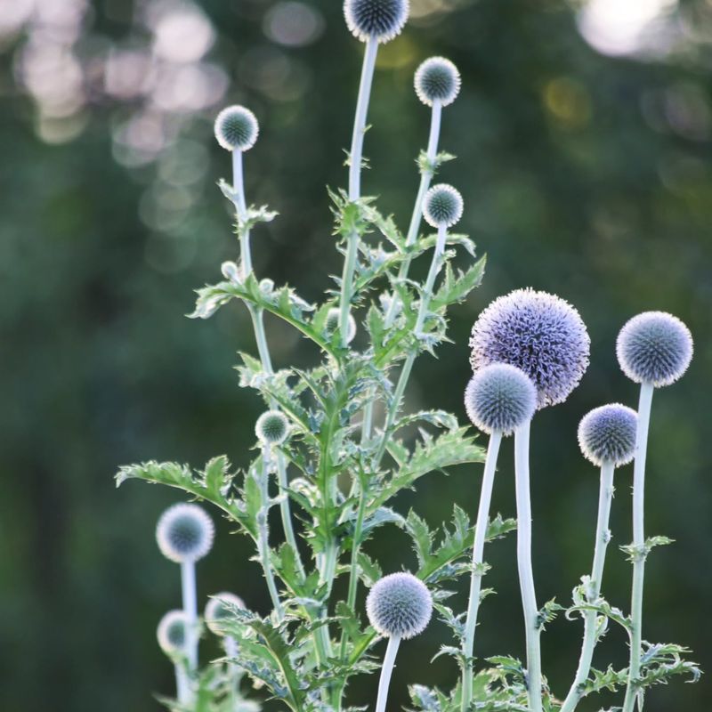 Globe Thistle (Echinops)