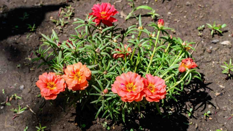 Portulaca (Moss Rose)