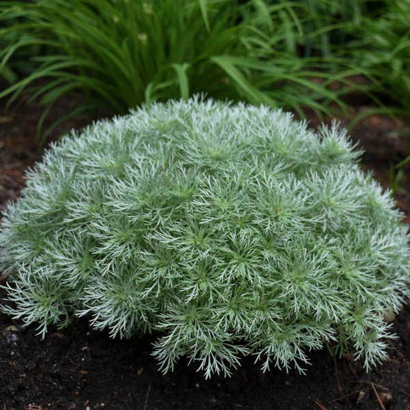 Artemisia 'Silver Mound'
