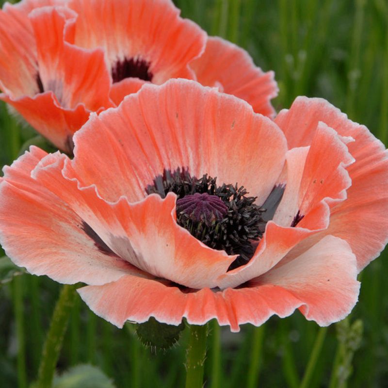 Poppies - Gorgeous But Finicky