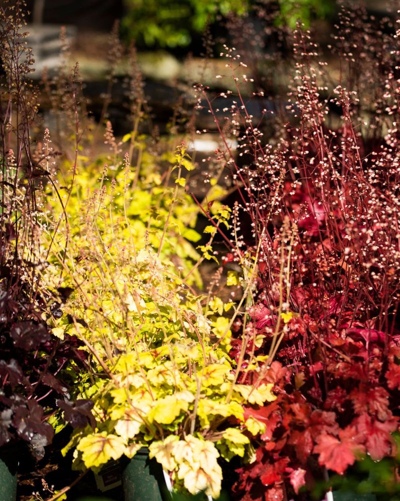 Heuchera: Colorful Foliage Champion