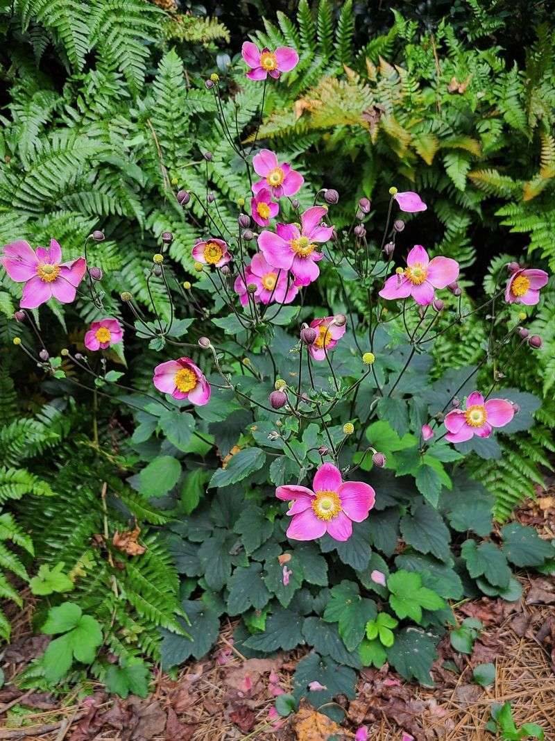 Japanese Anemone: The Garden Bully