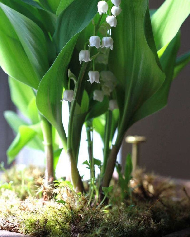Lily of the Valley: Woodland Wonder