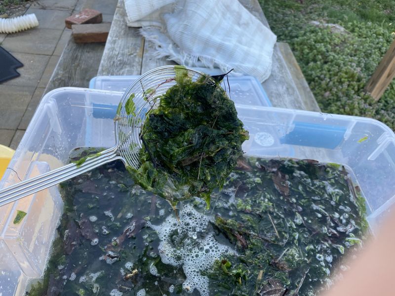 Liquid Seaweed Extract