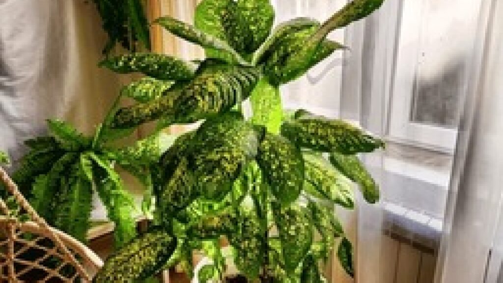 dieffenbachia