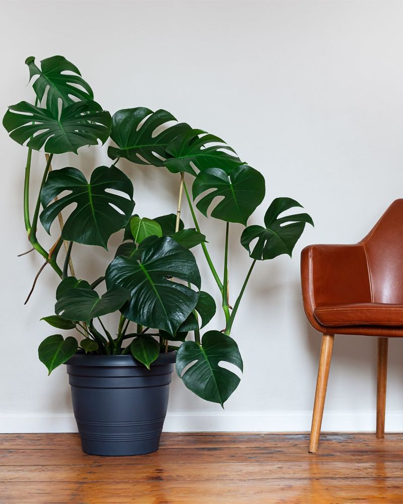 Split-Leaf Philodendron