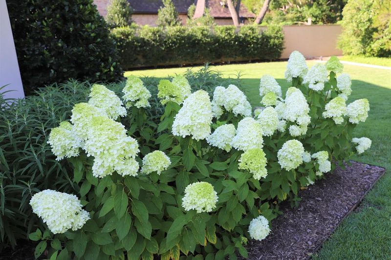 First-Year Plants Need Extra Care
