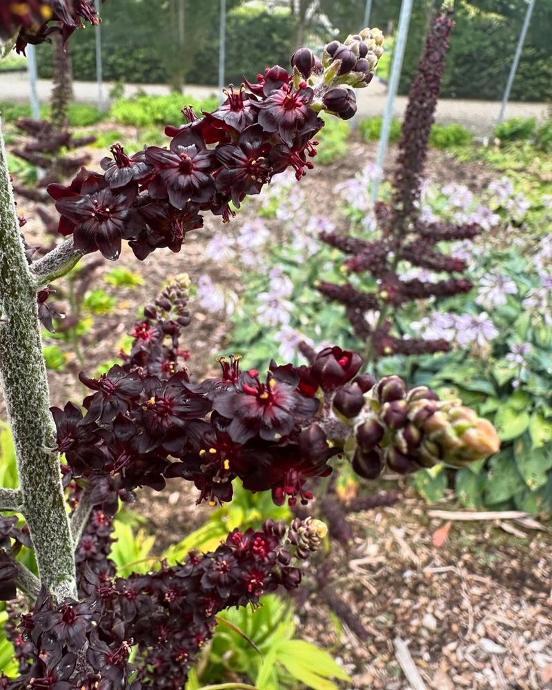 Veratrum Nigrum