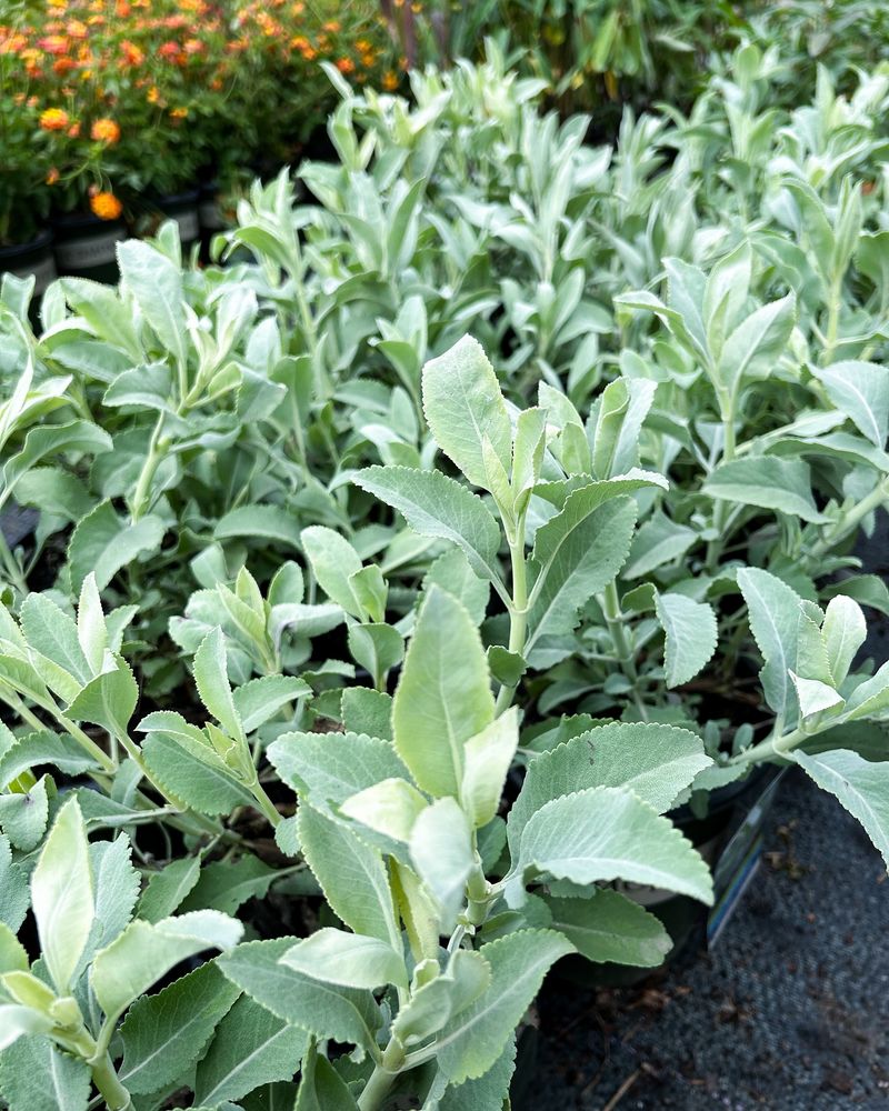 Sage