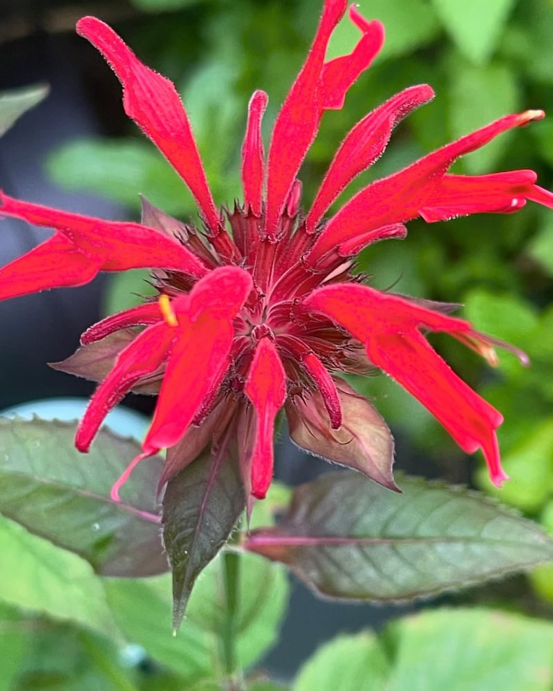 Bee Balm