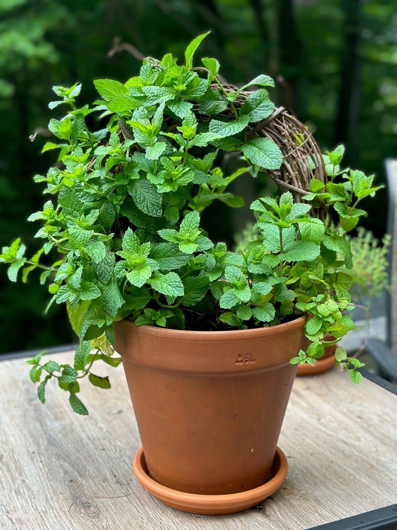 Mint - Cooling Companion
