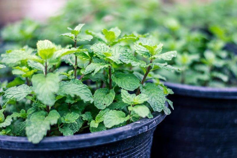 Mint: Squash Vine Borer Deterrent