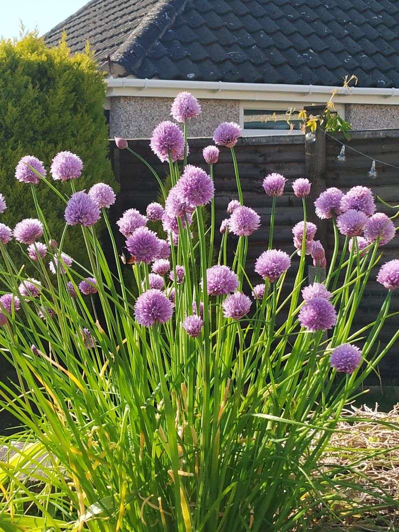 Chives Challenge Bean Growth