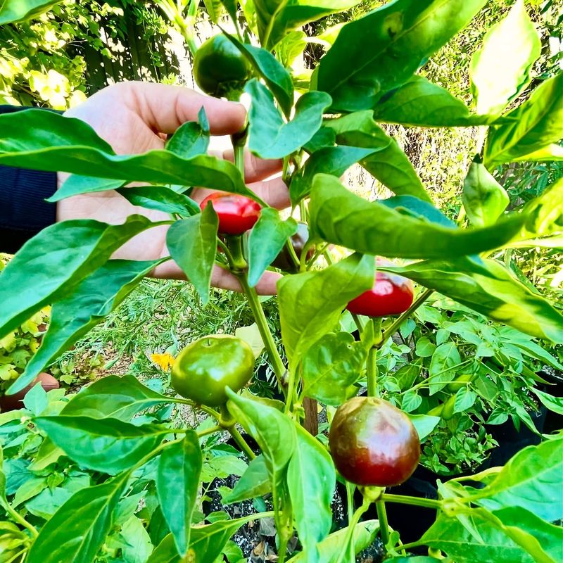 Peppers