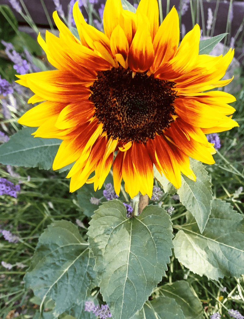 Sunflowers: Beautiful But Problematic