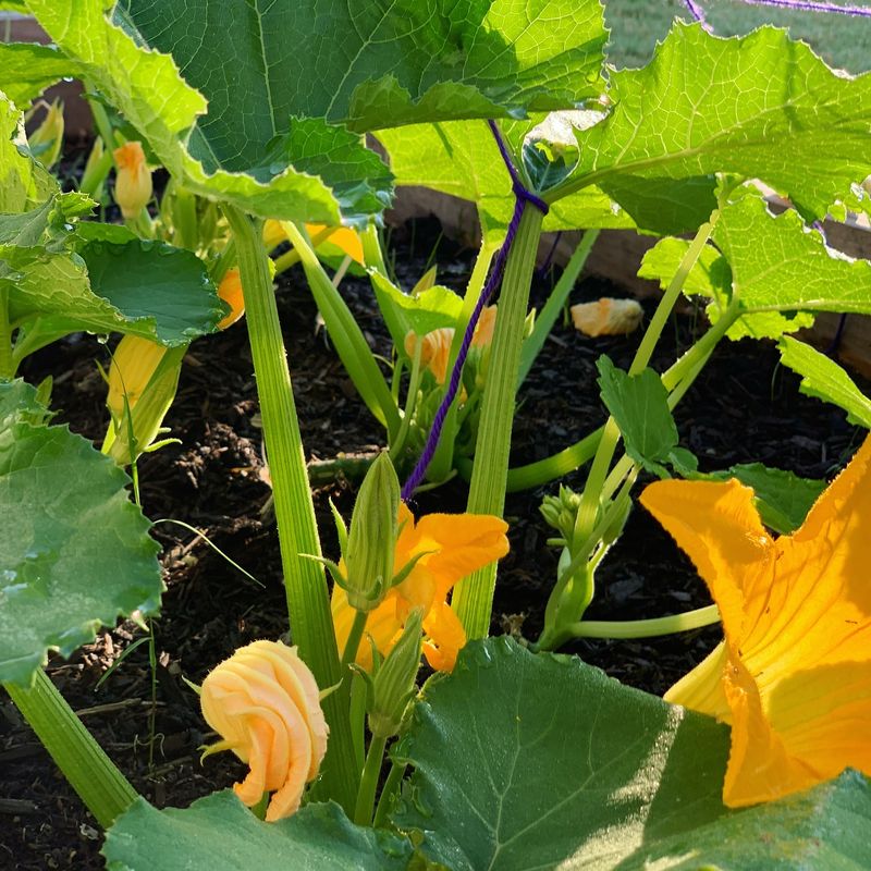 Squash - Space Invaders