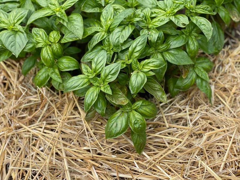 Basil: Summer's Aromatic Gem