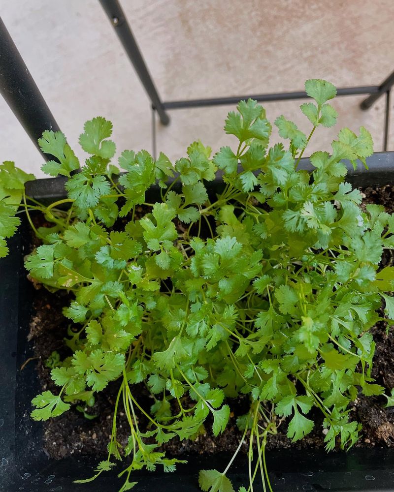 Cilantro/Coriander