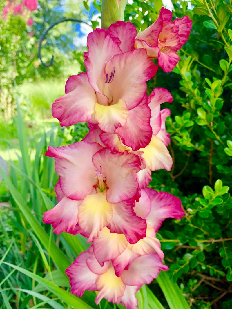 Gladiolus