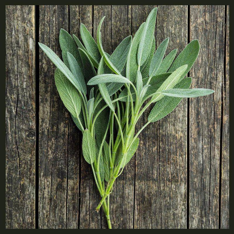 Sage