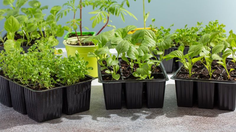 Choose Low-Nitrogen Formulas