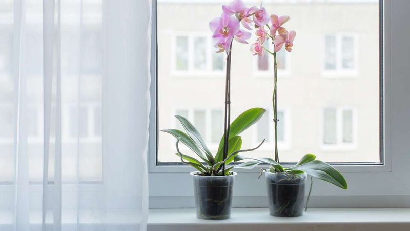 Seasonal Growth Adjustments
