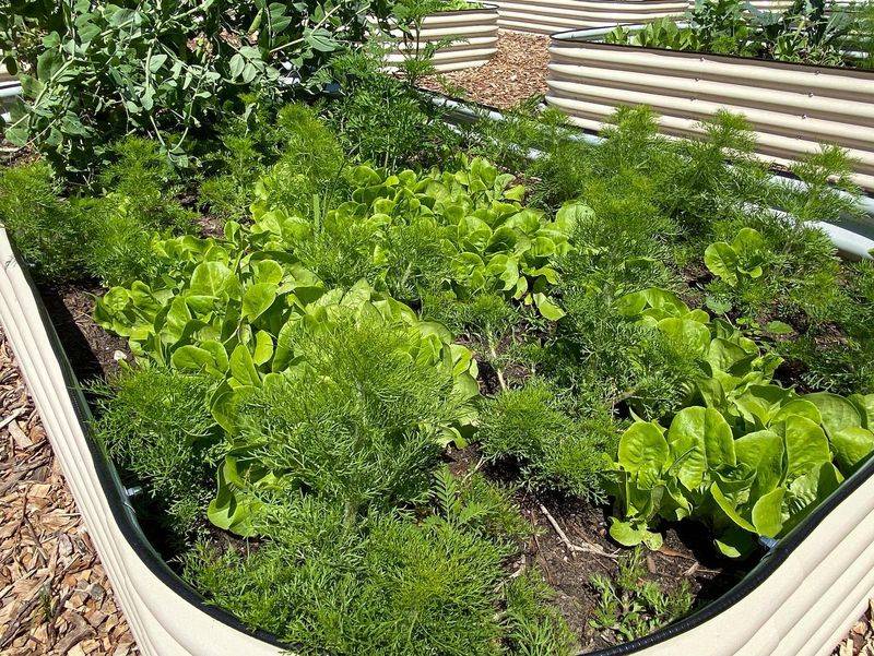 Stone Soup Garden Plot