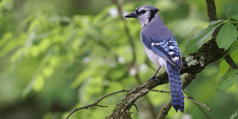 Bird Alarm Calls